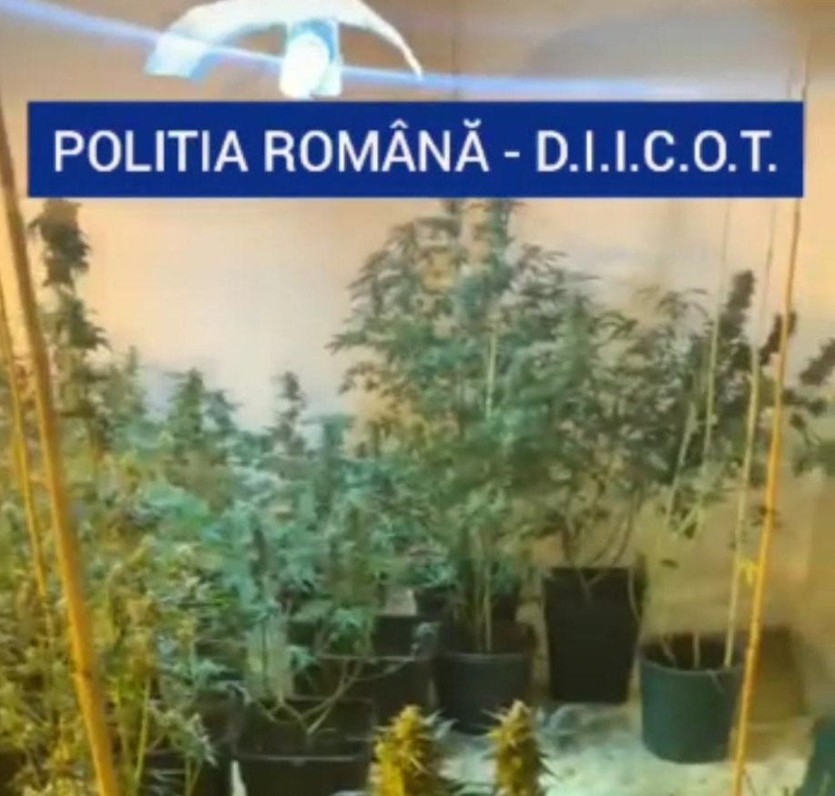 Culturi de cannabis, în Dolj