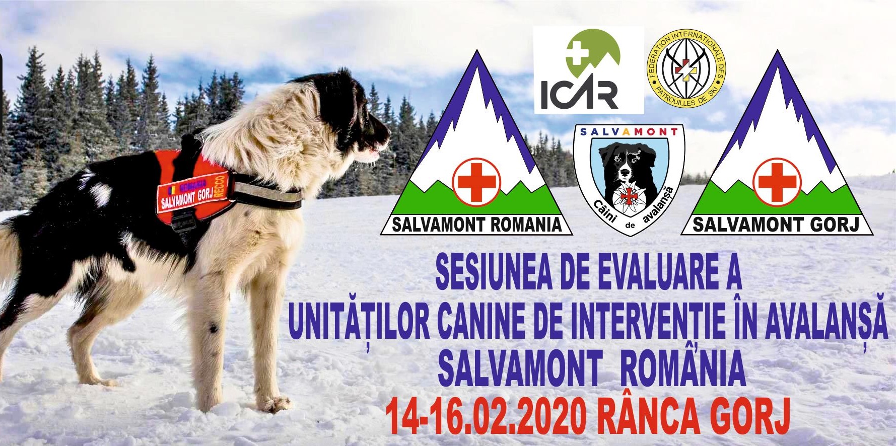 Unităţi canine de intervenţie în avalanşă, la Rânca