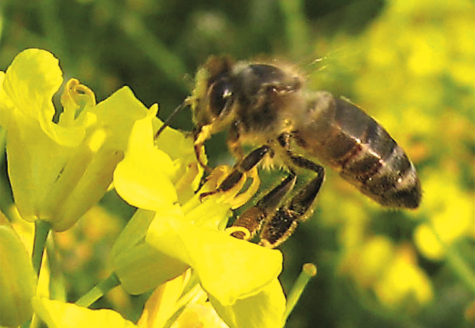 Autorizaţii de urgenţă pentru pesticide care afectează albinele, interzise