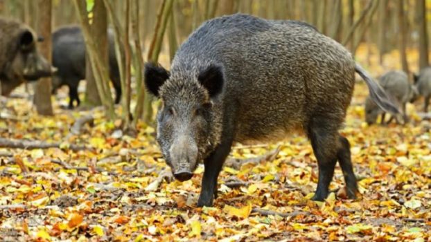 Sute de focare de pestă porcină africană, în România