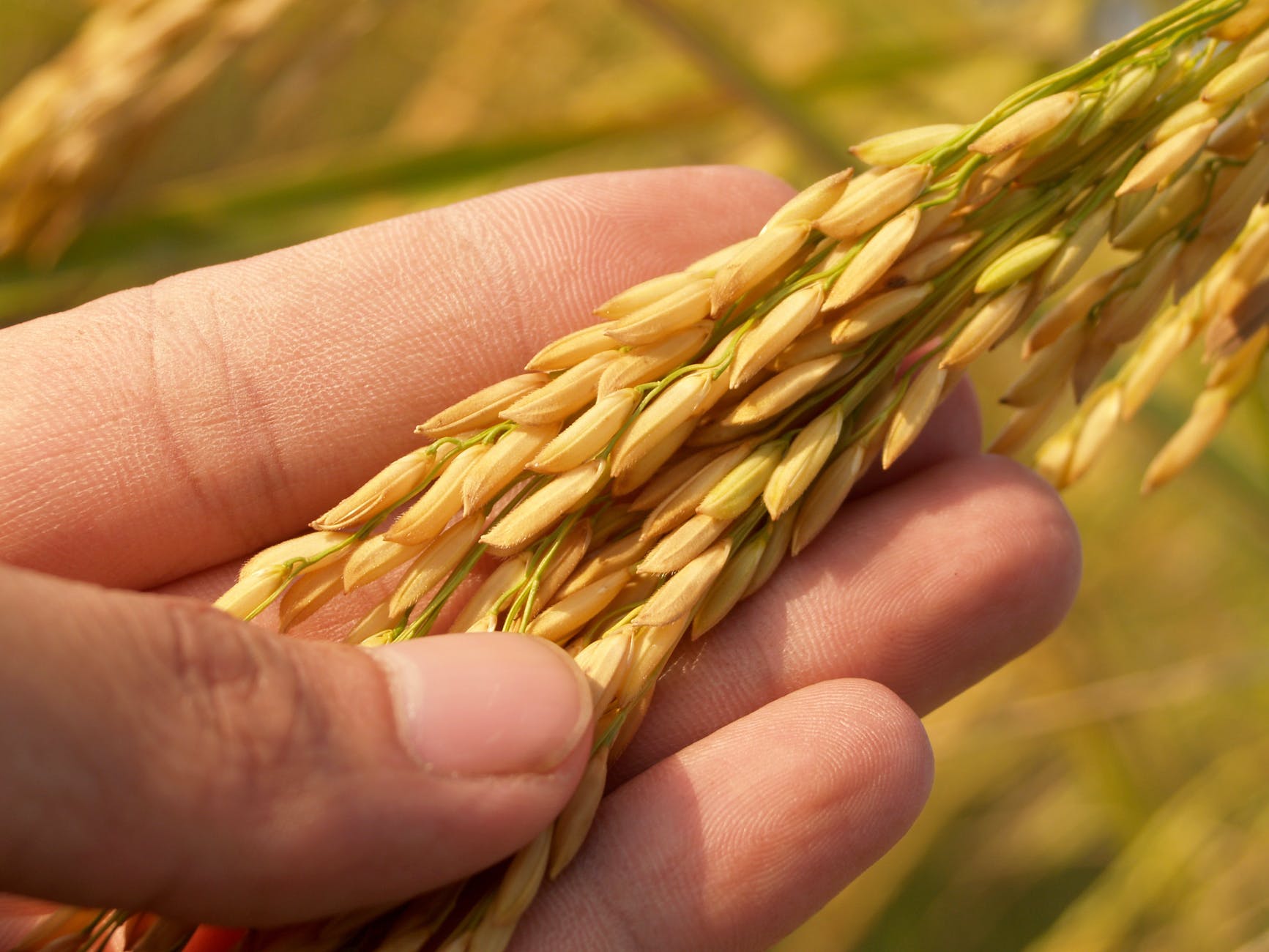 agriculture asia autumn barley