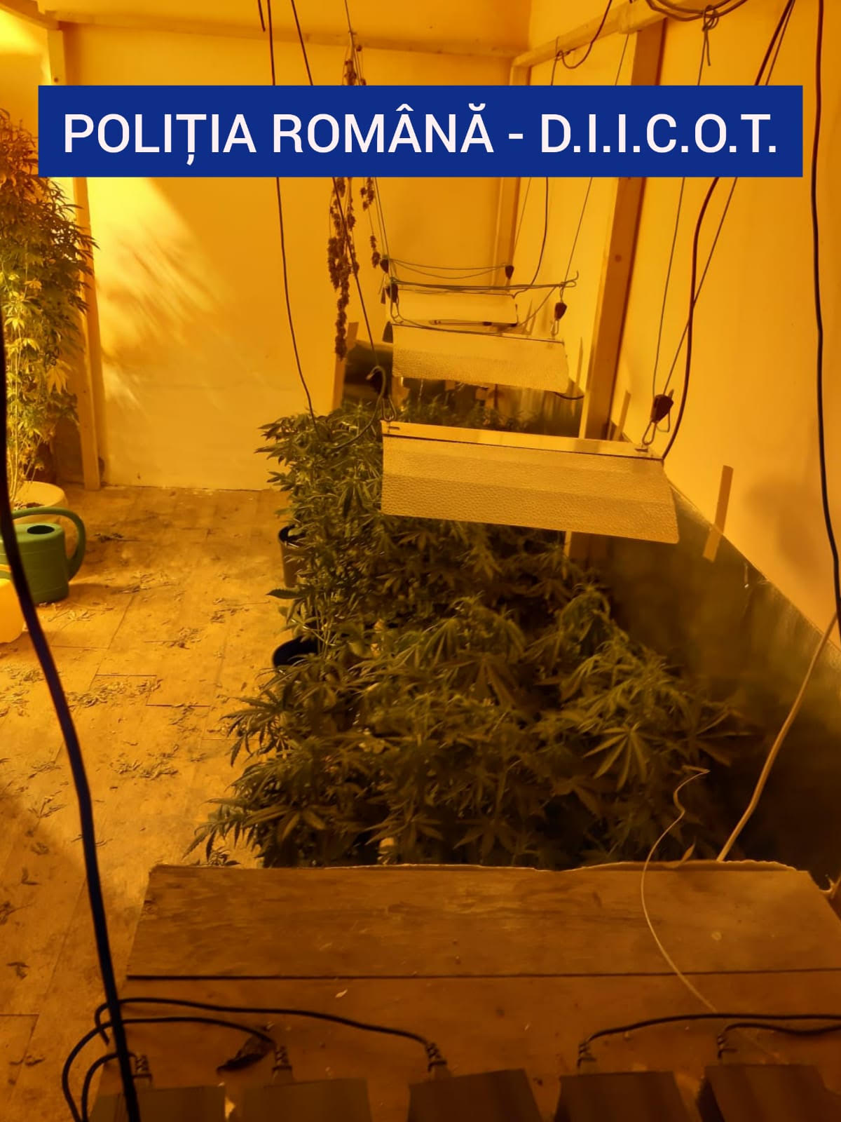 32 DE PLANTE DE CANNABIS ȘI APROXIMATIV 1 KILOGRAM DE MUGURI DE CANNABIS, DESCOPERITE LA PERCHEZIȚII