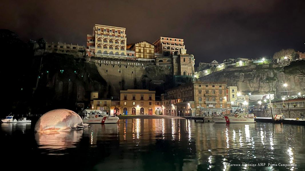 Una dintre cele mai mari balene din Marea Mediterană a fost găsită moartă de Garda de Coastă italiană