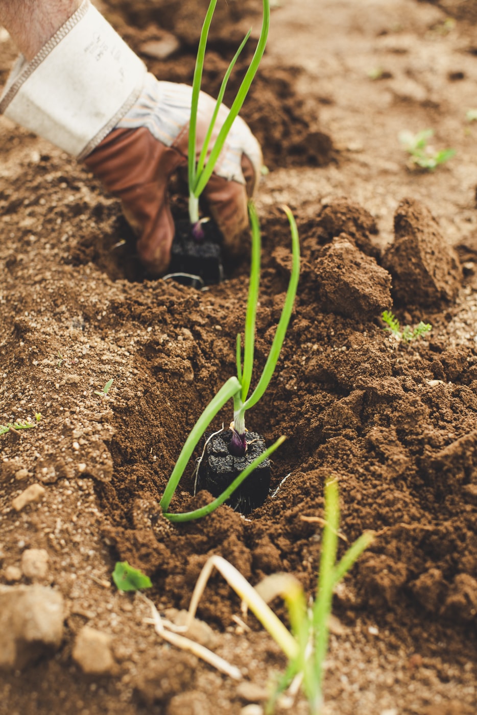 Sute de puieți de salcâm vor fi plantați, mâine, în apropierea localității Dăbuleni, județul Dolj