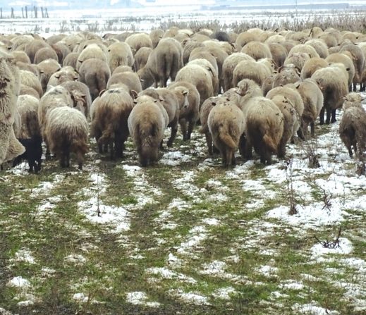 În vigoare de astăzi: păşunatul pe terenuri agricole, în perioada 6 decembrie – 24 aprilie, interzis