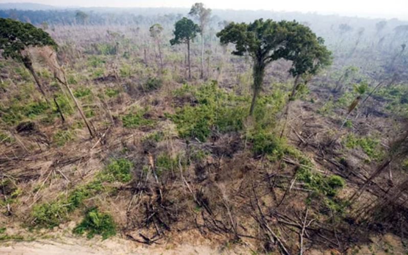 Defrișarea pădurii tropicale amazoniene braziliene afectează, deja, nivelul precipitațiilor