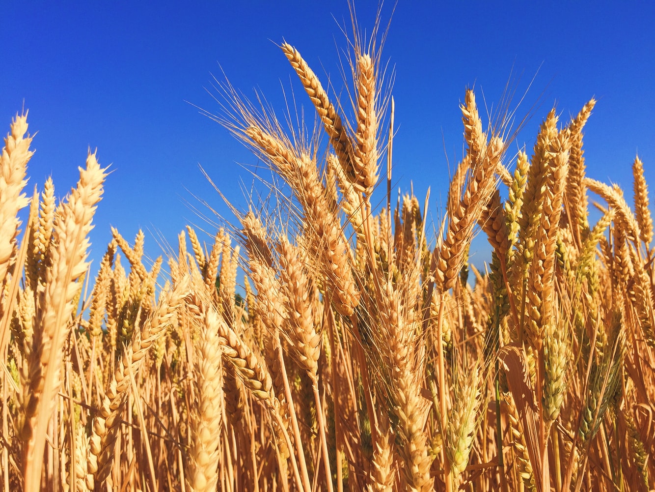 Fermierii din Mehedinţi spun că se aşteaptă la una dintre cele mai bune producţii de grâu din ultimii zece ani