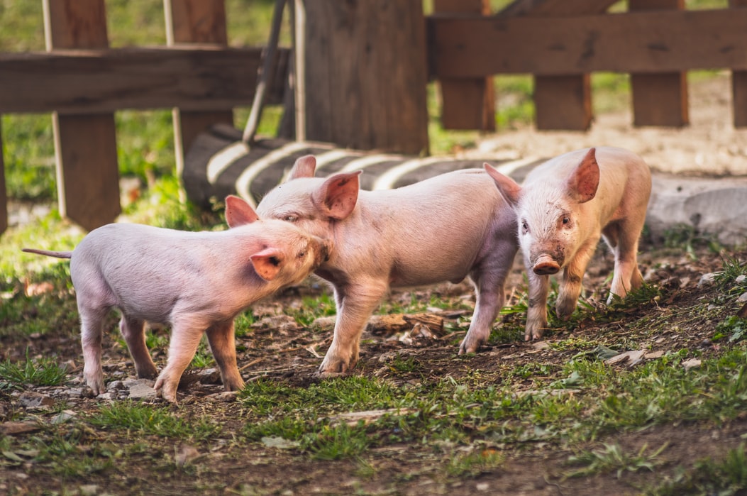 A fost confirmat un nou focar de pestă porcină