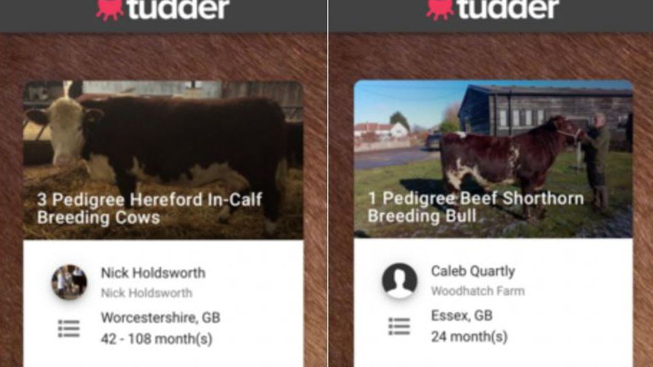 Aplicație Tinder, pentru adopții de animale, creată de un adăpost din Germania