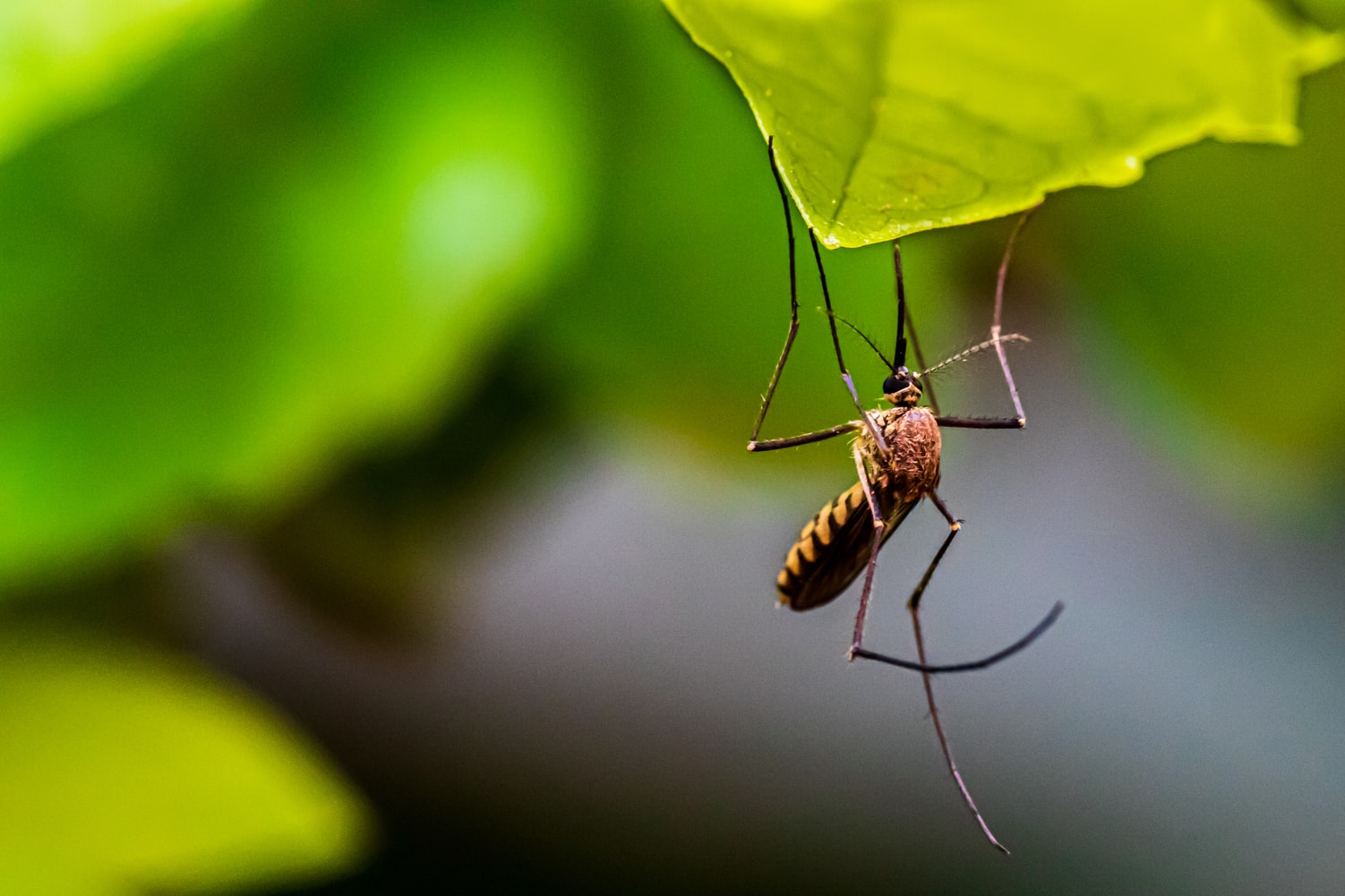 Un bărbat de 68 de ani din județul Dolj a murit după ce a fost infectat cu virusul West Nile