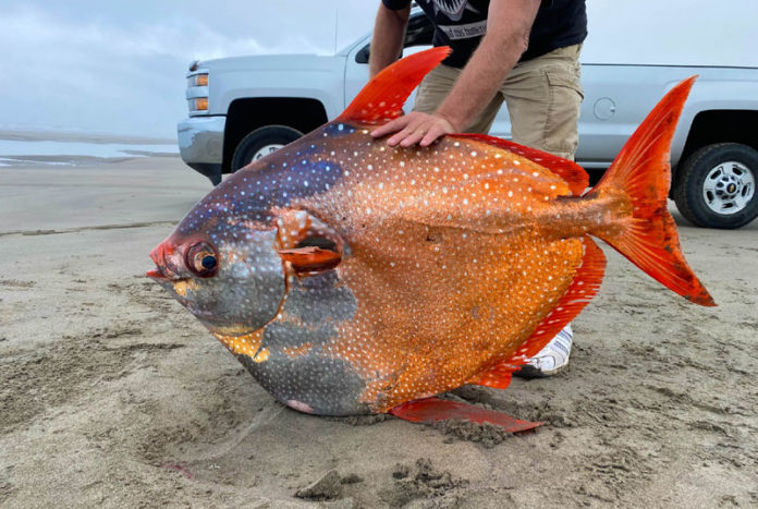 Un pește gigantic foarte rar a fost găsit pe o plajă din Oregon