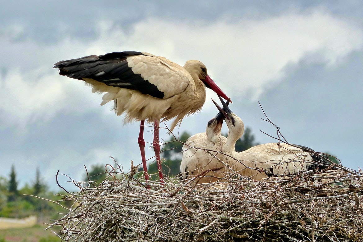 În Dolj, va demara cel mai amplu proiect de ecologizare și refacere a habitatelor a zeci de specii de păsări și animale de pe cursul râului Jiu