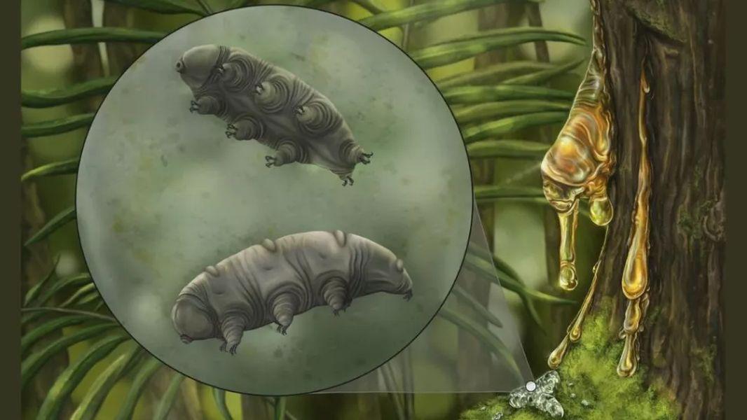 O fosilă rară de tardigrade a fost găsită într-un chihlimbar vechi de 16 milioane de ani