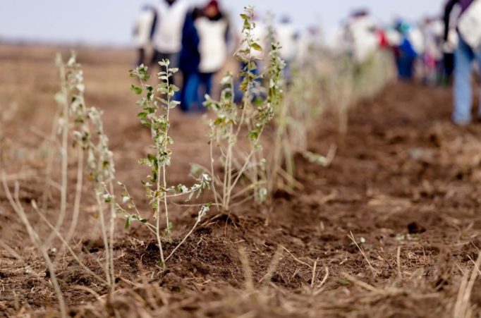 Voluntarii plantează mâine la Breasta