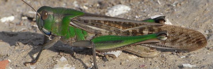 Comisia autorizează o a doua insectă ca ingredient alimentar pentru piața UE