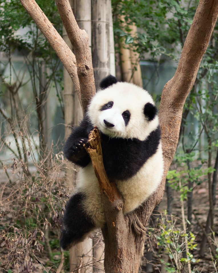 De ce au urșii Panda blana în nuanțe de alb și negru