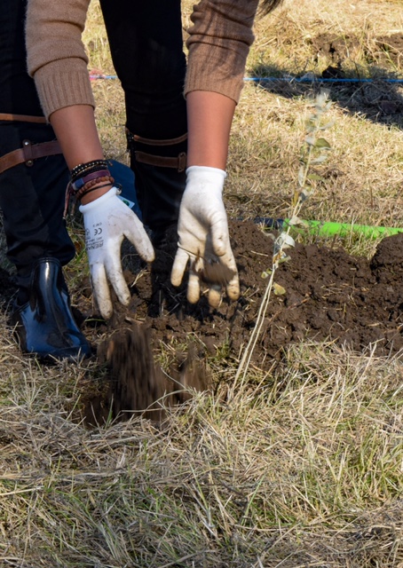 Voluntarii planteaza maine la Breasta