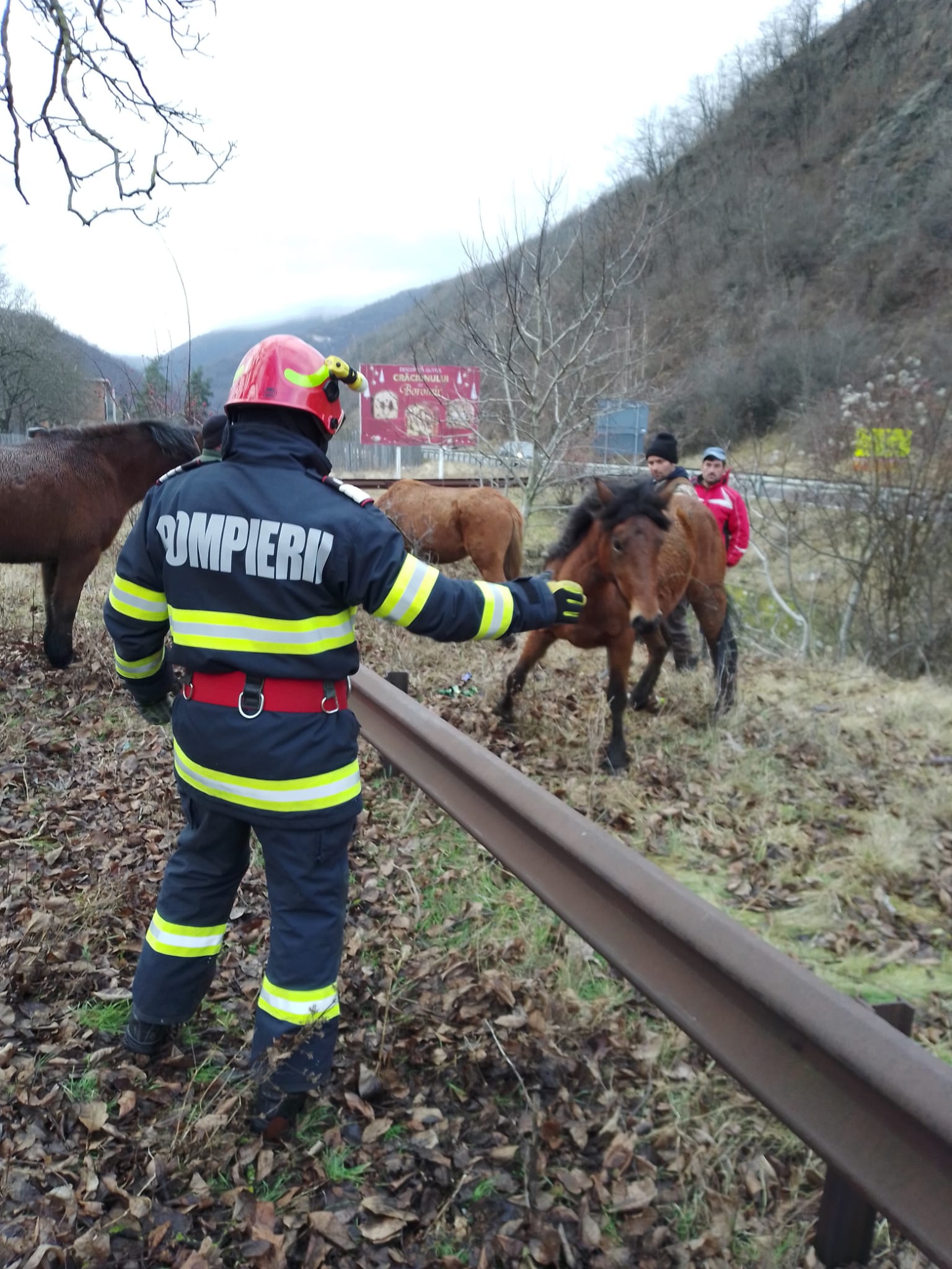 Şase cai au fost salvaţi de pompierii militari, după ce au ajuns accidental într-un canal deversor