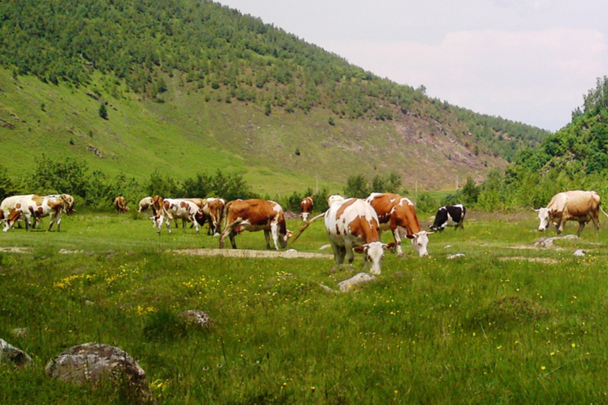 APIA: 31 ianuarie – ultima zi de depunere a cererilor de plată pentru crescătorii de animale