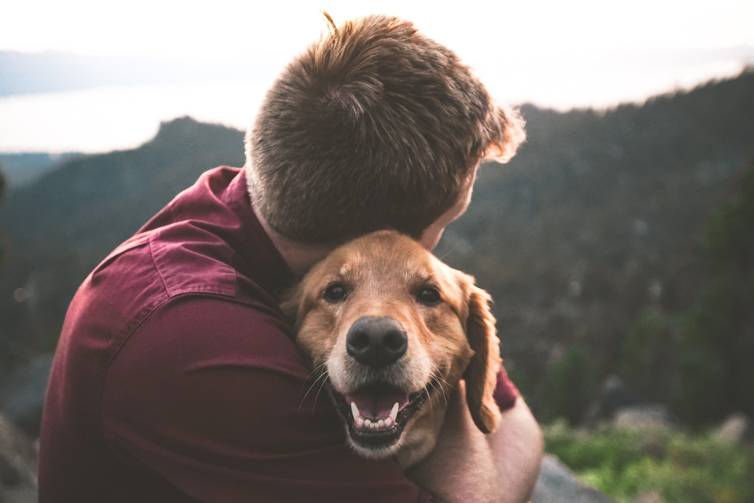 Un târg de adopții canine are loc astazi la Tg Jiu