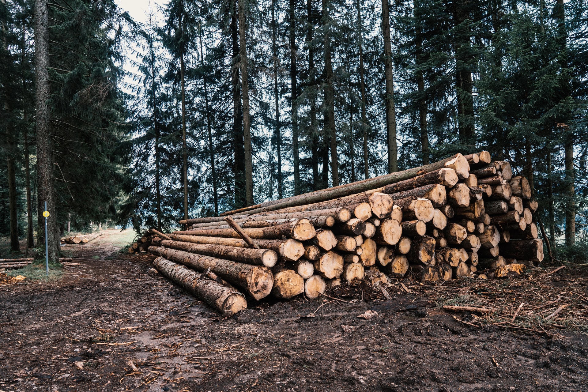 În Dâmboviţa există o lipsă de muncitori pe perioadă determinată în silvicultură