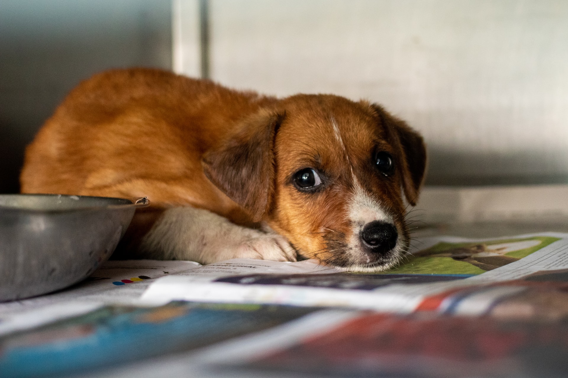 Cei care manifestă acte de cruzime faţă de animale pot primi până la 7 ani de închisoare