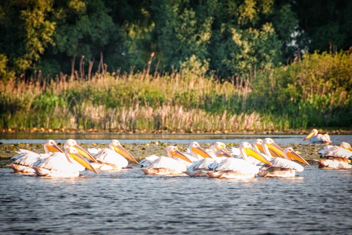 Localităţile din Delta Dunării riscă să rămână izolate de restul țării