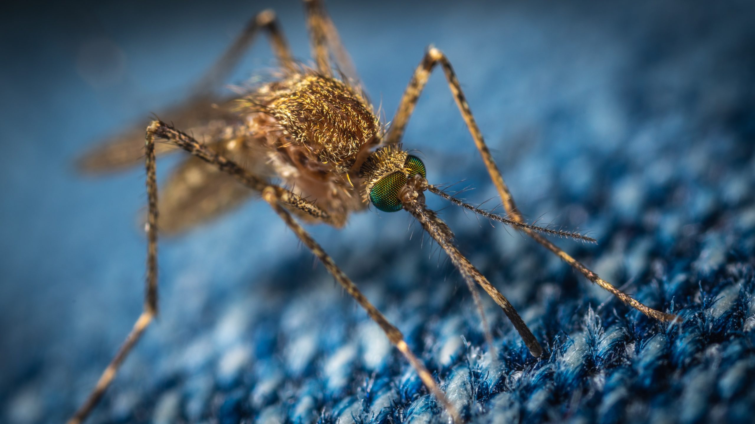 Cum ne protejam de West Nile. Ce trebuie sa faci cand ai simptome