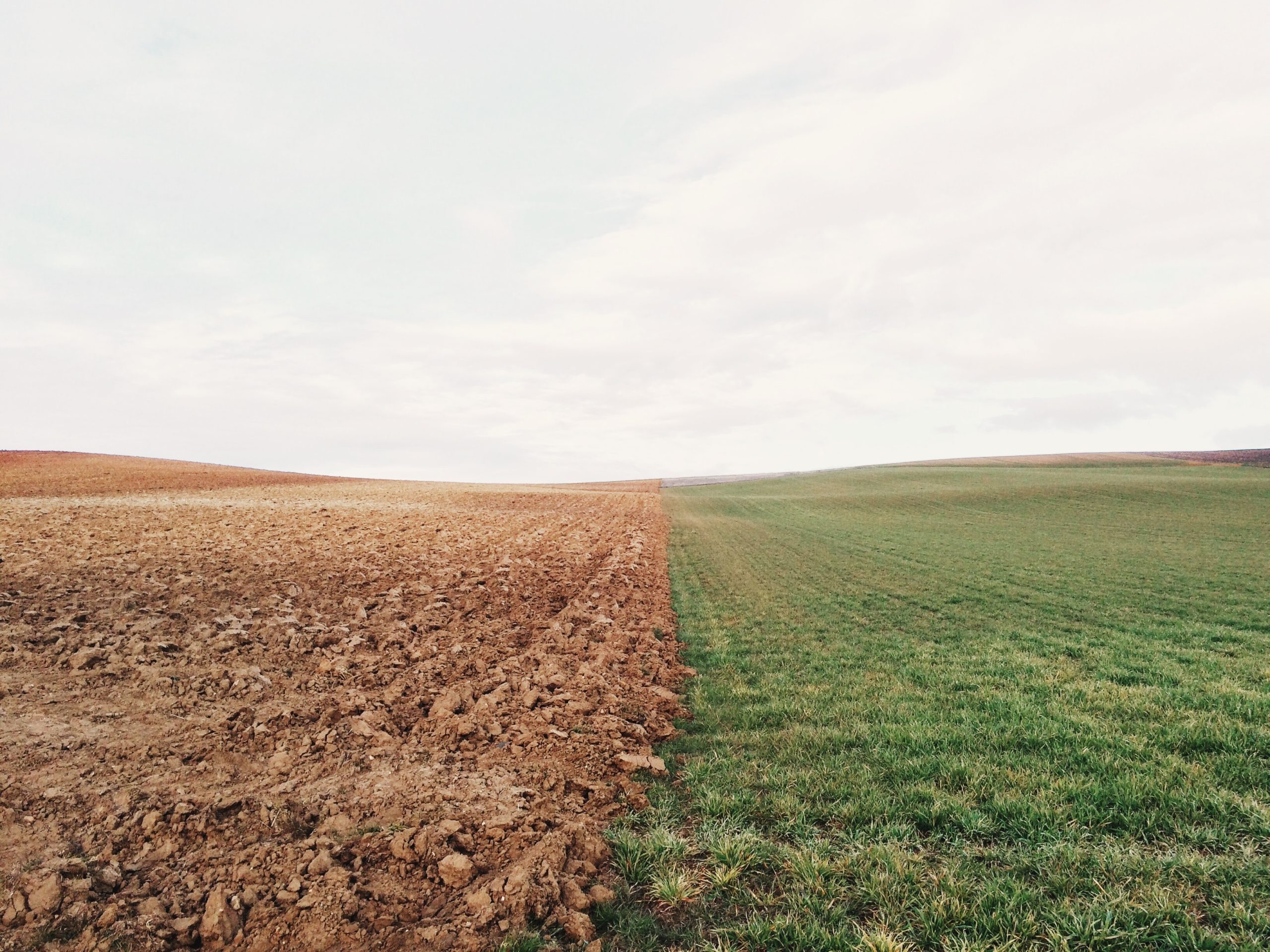 Seceta din această vară pune în pericol culturile agricole din ţara noastră