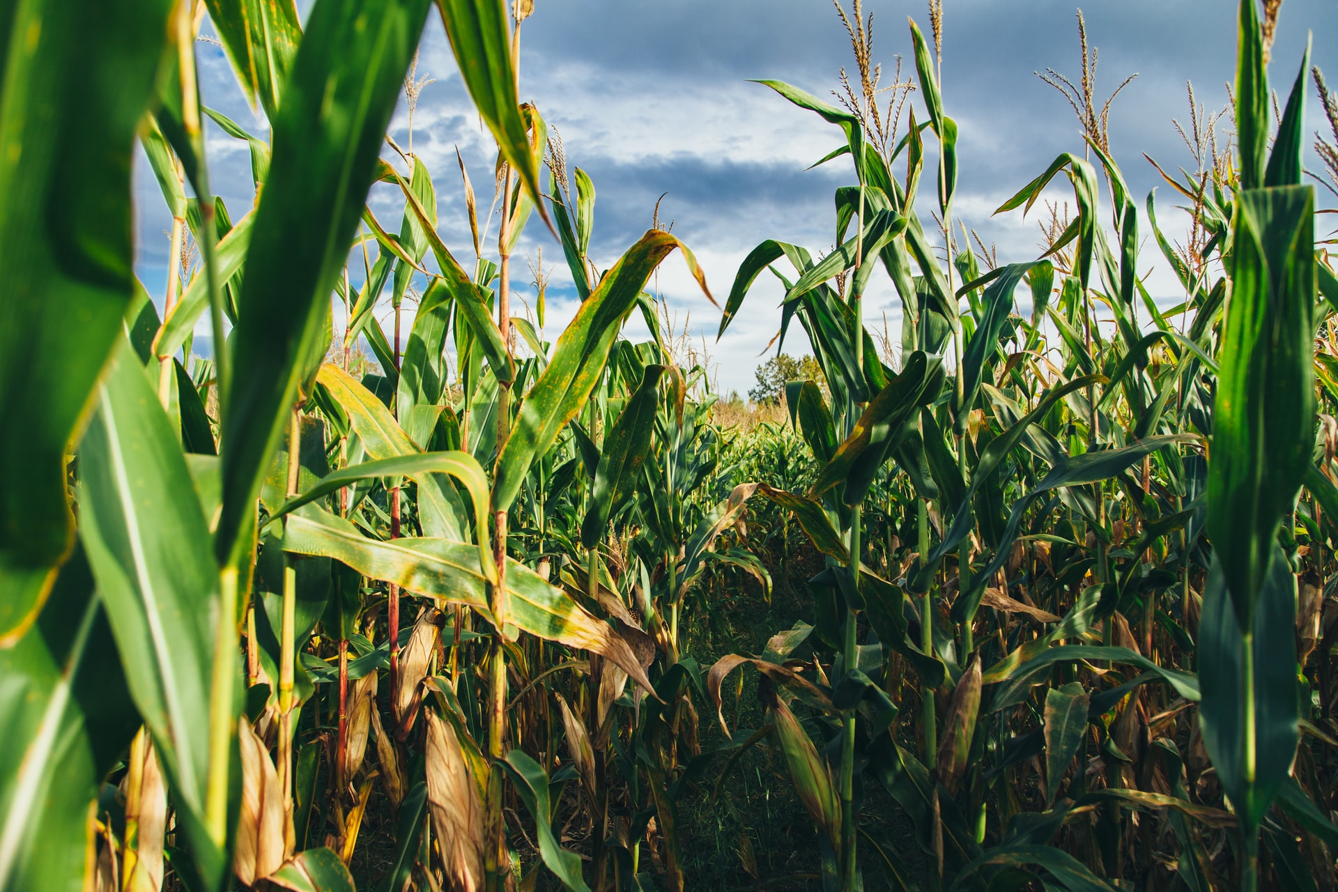 Fermierii din judeţul Olt au încheiat campania de recoltare a cerealelor