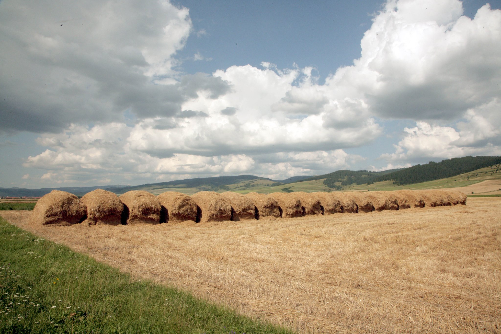 Proiect pentru sprijinirea operatorilor din industria de procesare a cerealelor şi fabricarea uleiurilor