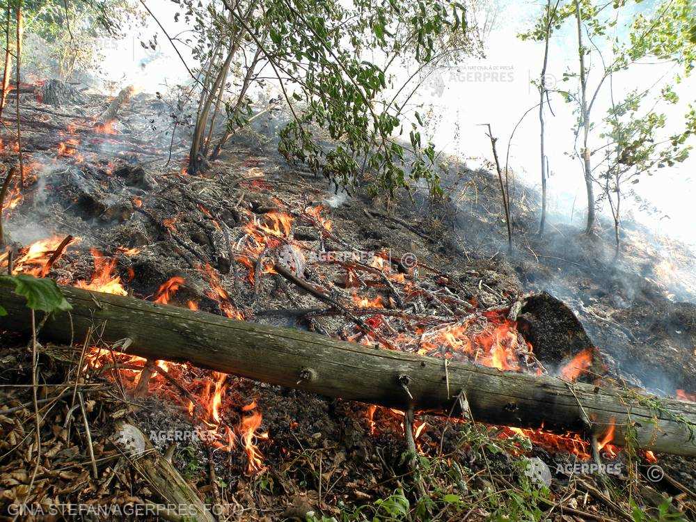 Vâlcea: Incendiu devastator, la Câineni. Au ars 45 de hectare de vegetație