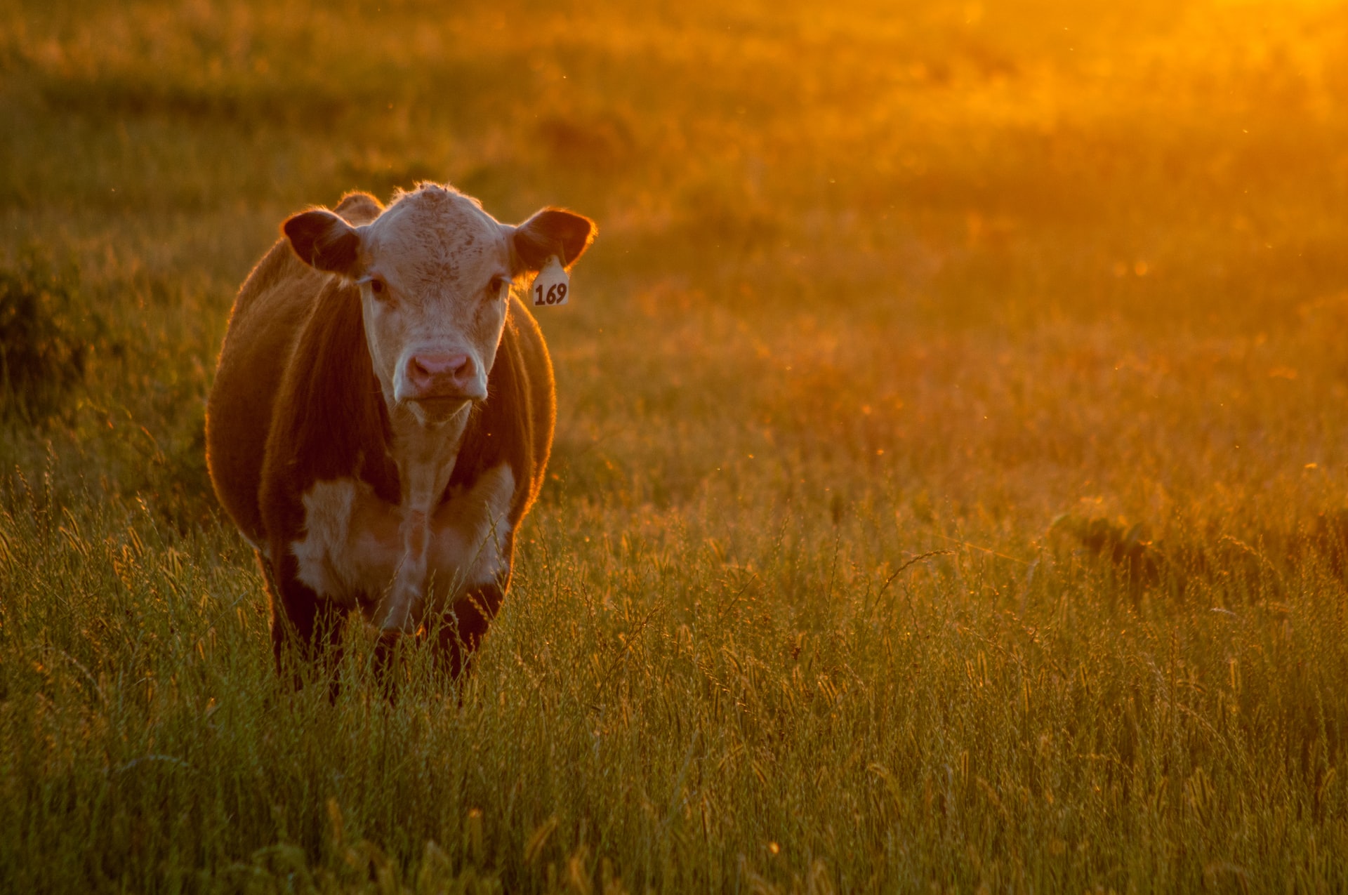 Efectivele de porcine și bovine din UE au înregistrat o scădere