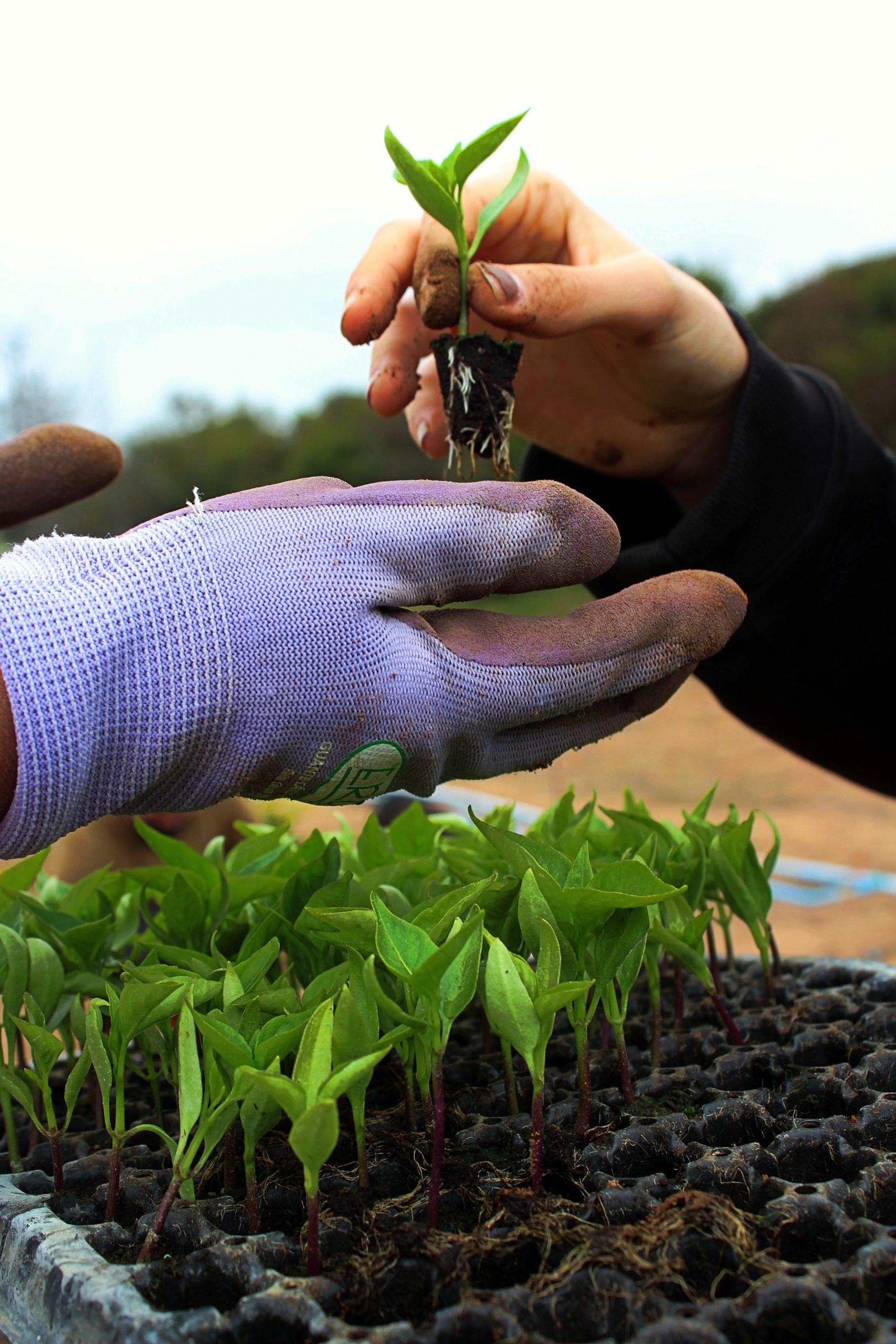 Românii pot beneficia de finanţări pentru plantare