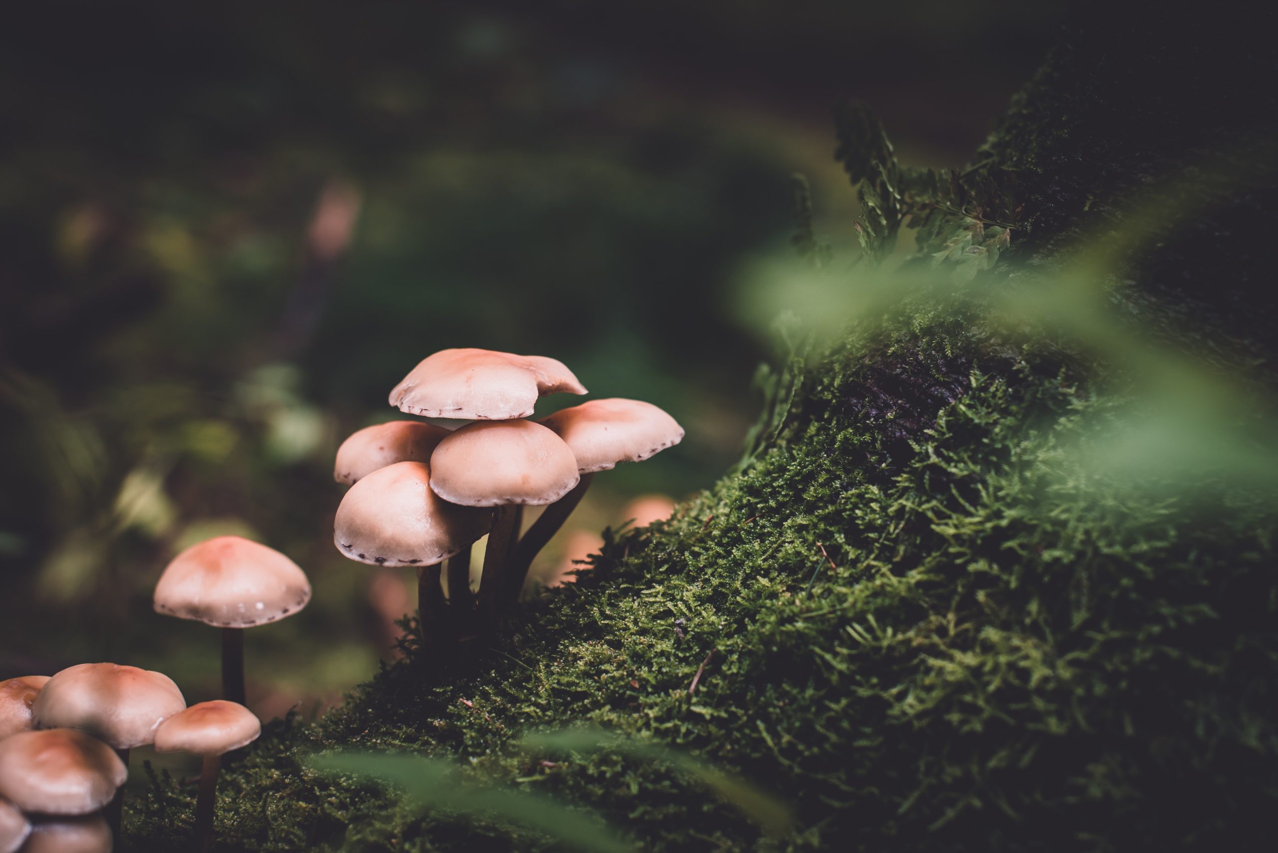 Reguli de siguranță atunci când culegi plante sălbatice din natură!