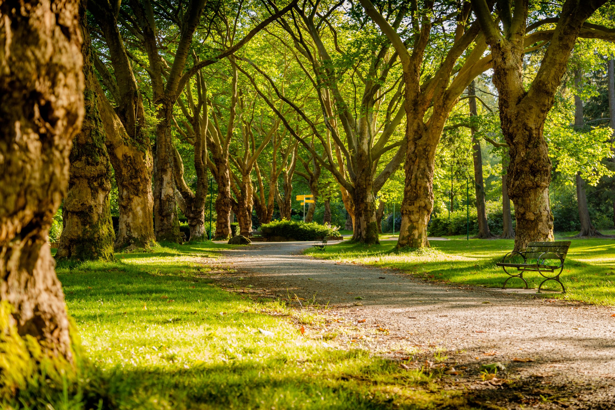 Pădurea verde din Timișoara se transformă în pădure-parc