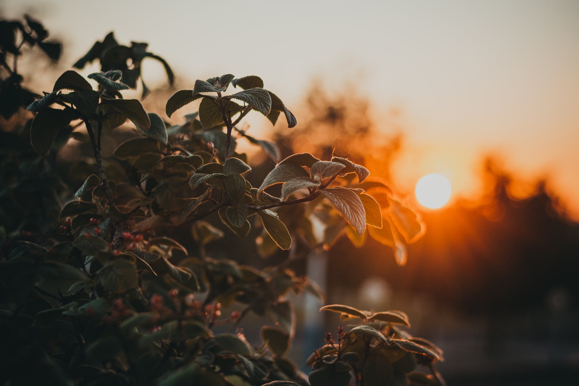 close up photography of green leafed plant at golden hour