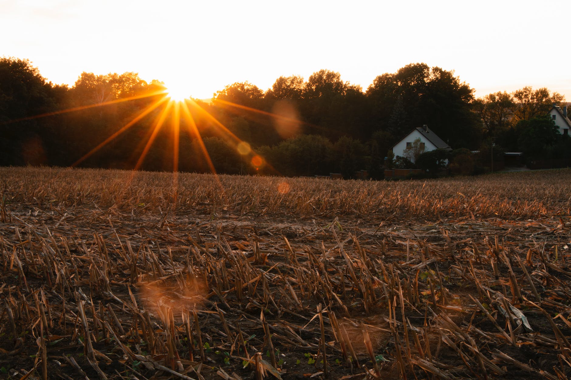 grass field during golden hour