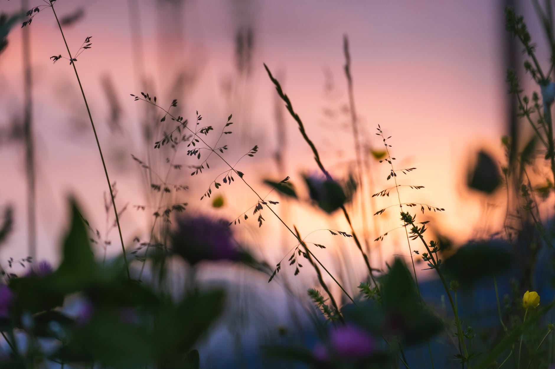 selective focus of plants