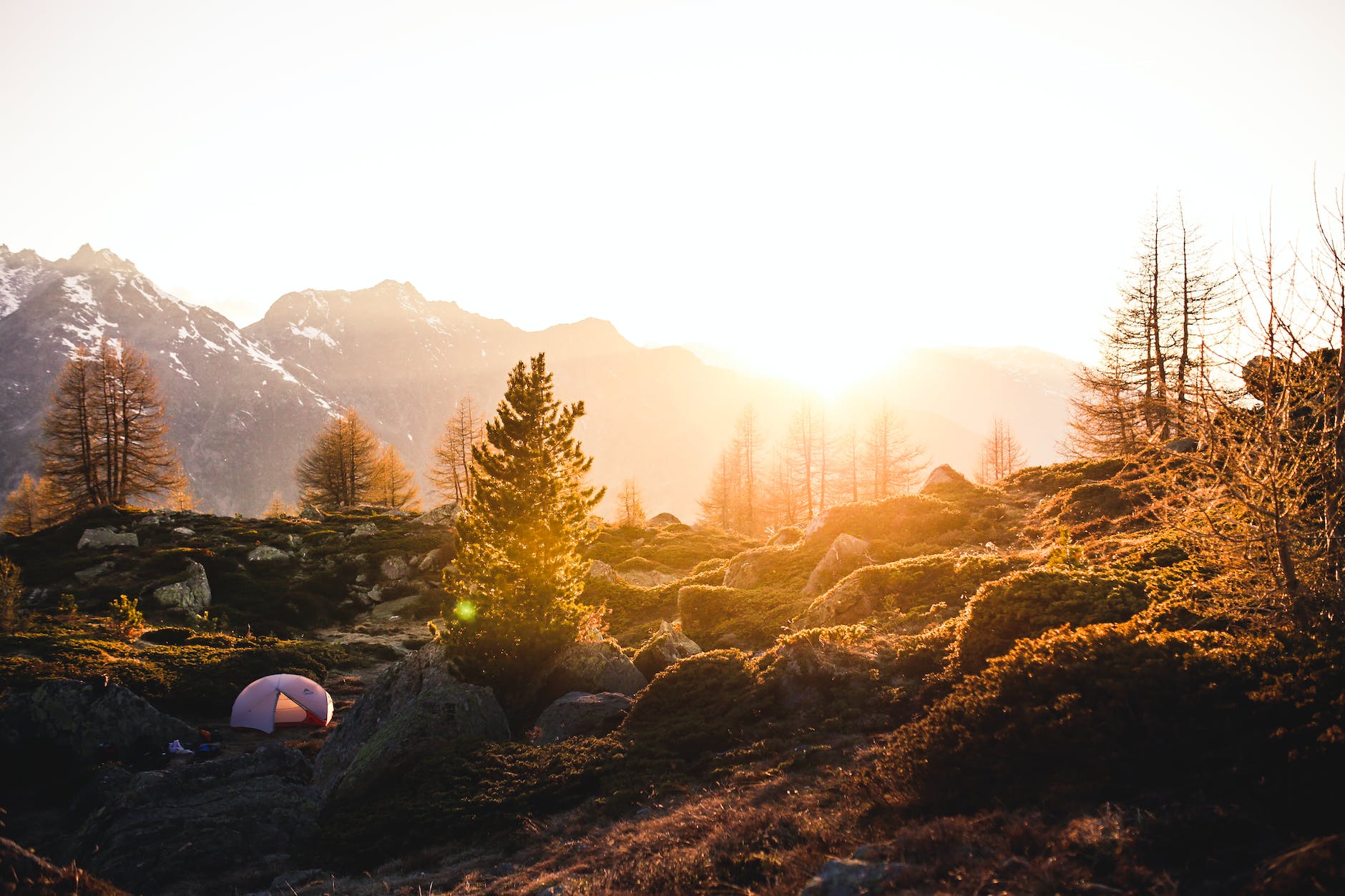 tent near tree