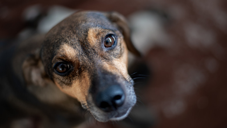 Olt: Campanie gratuită de sterilizare a animalelor de companie, la Slatina