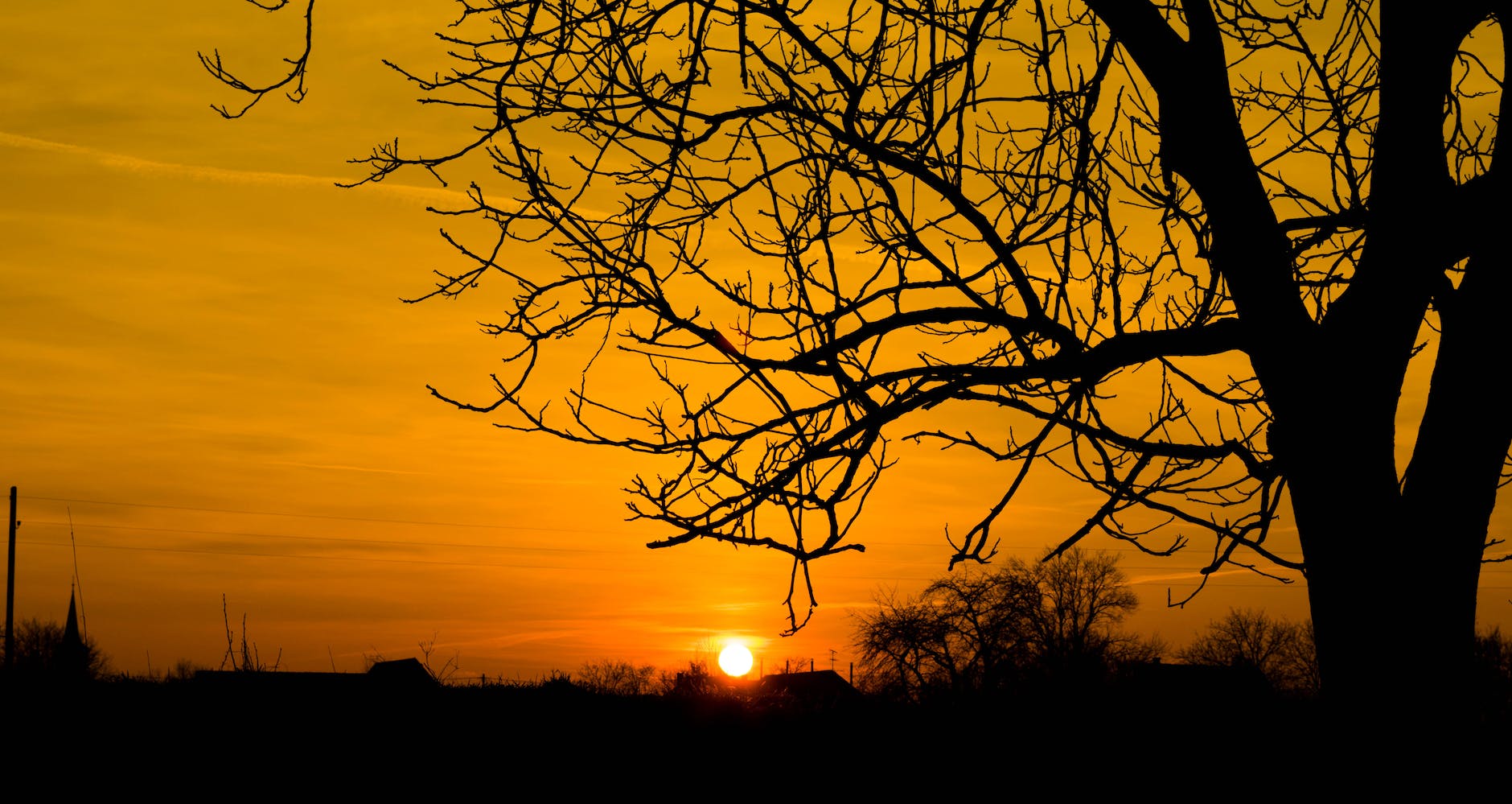 silhouette photo of bare tree