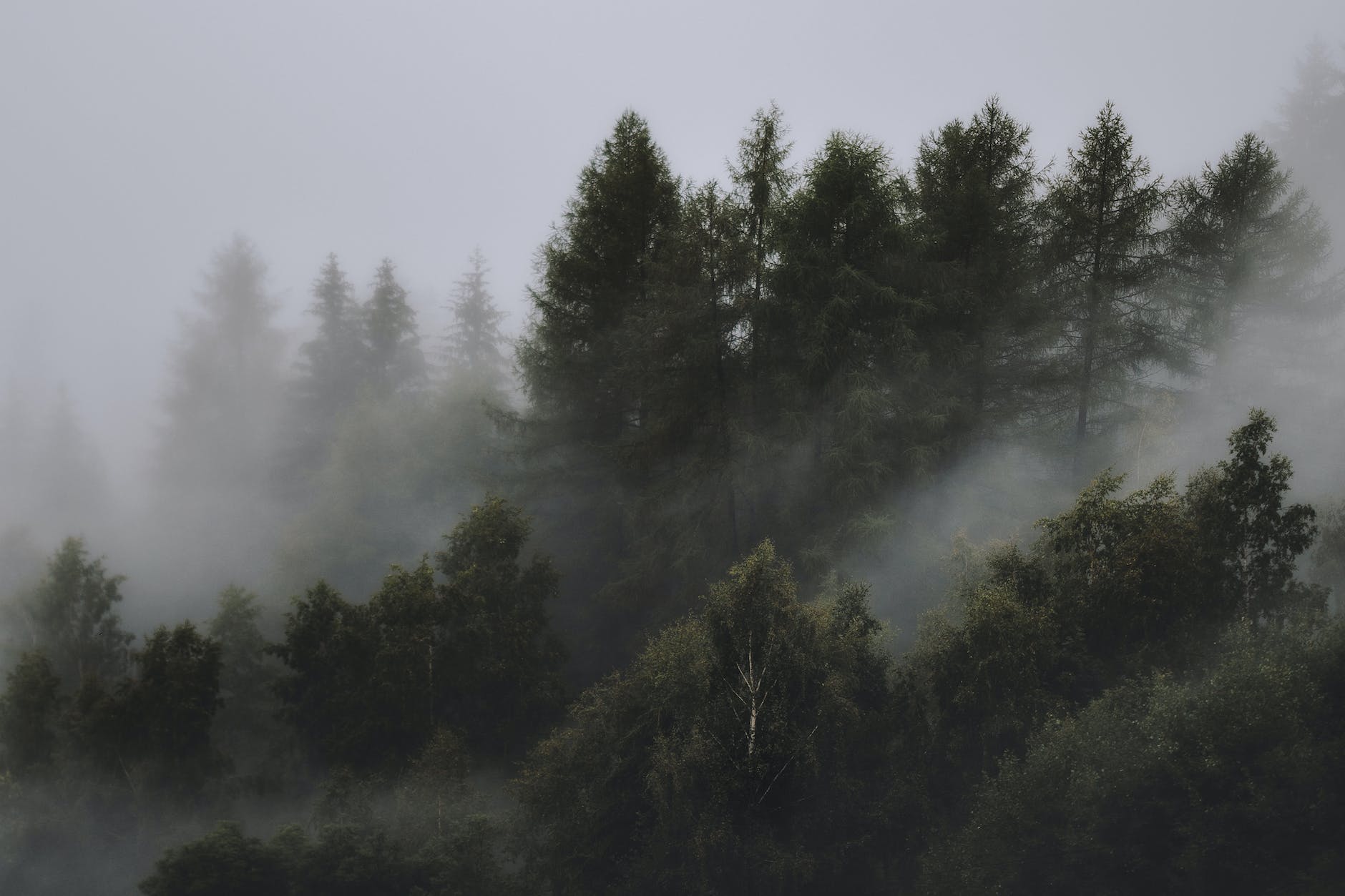 photo of foggy forest