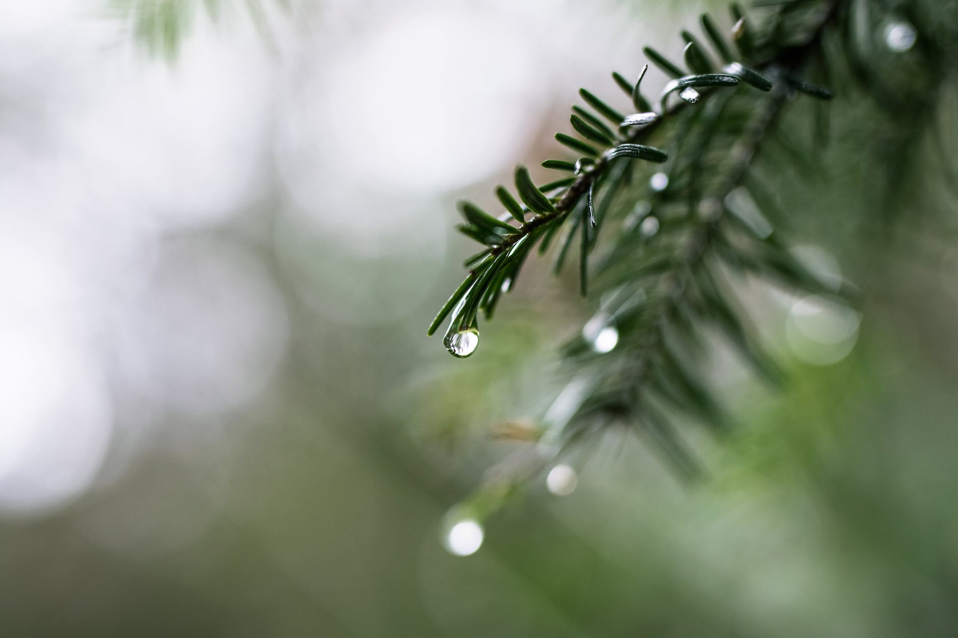 selective focus photography of plant with dew