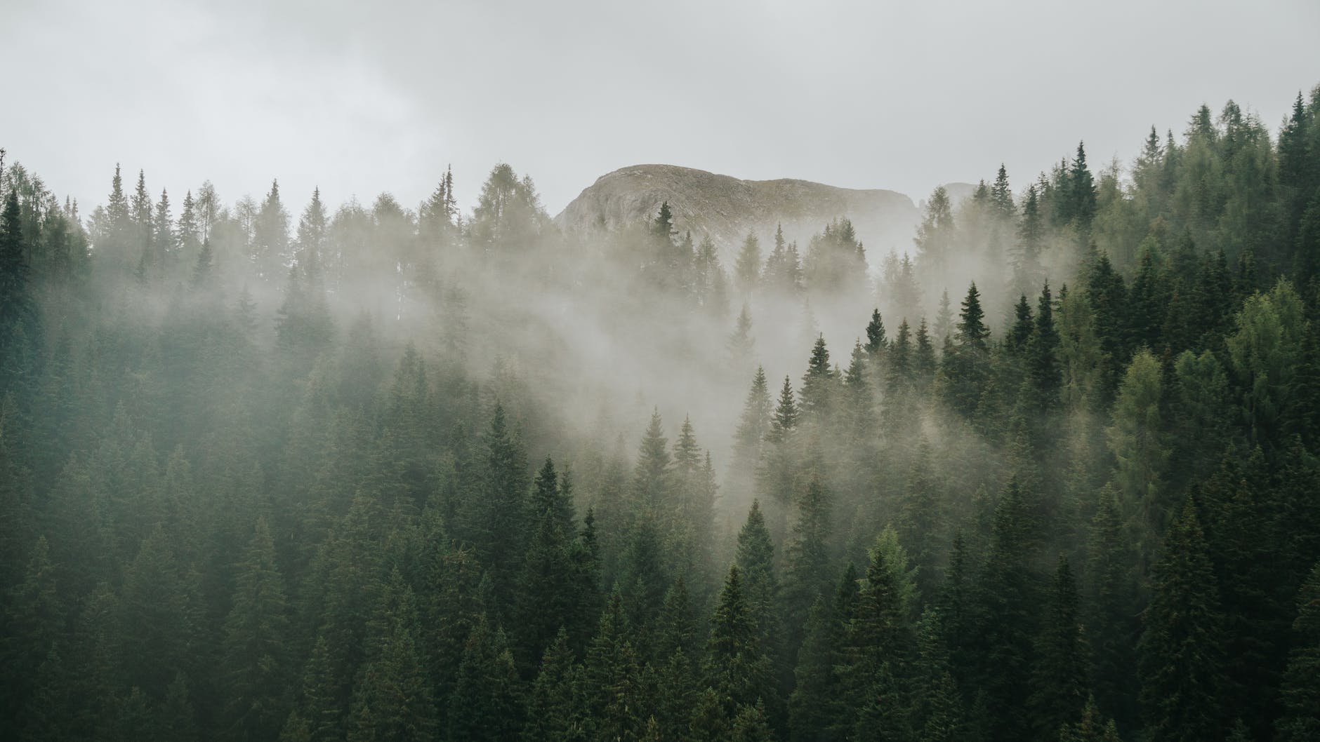 thick fog floating over a coniferous forest