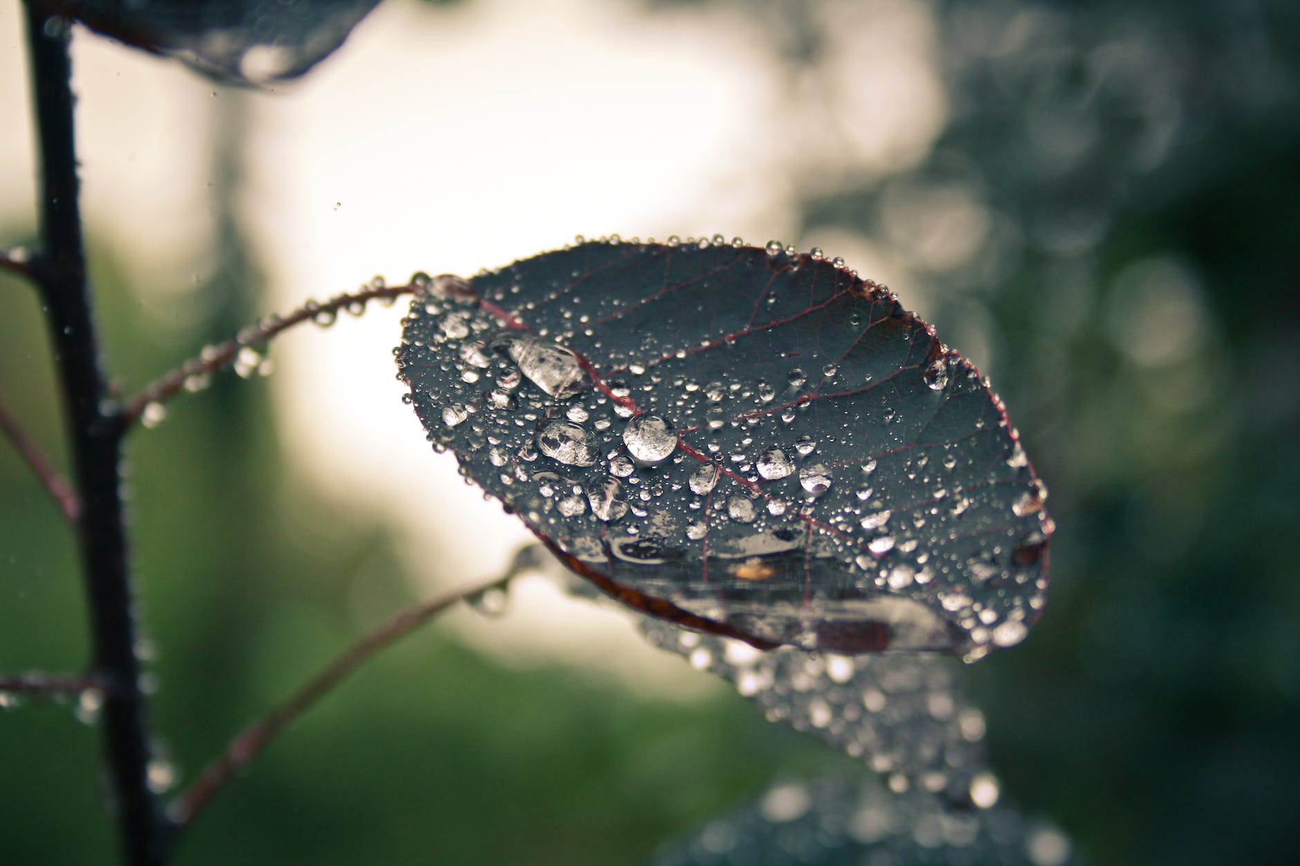 blur close up dew dewdrops