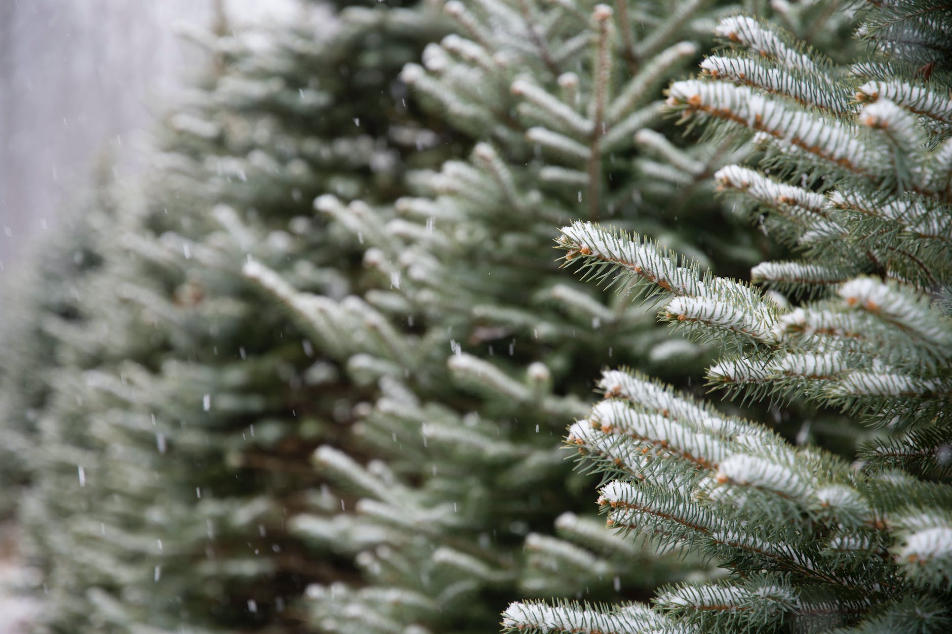 shallow focus photography of green and white plants