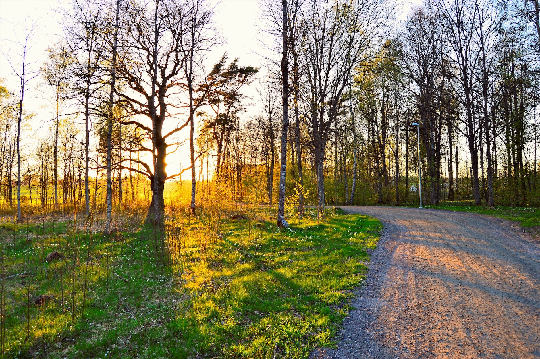 green leafed trees