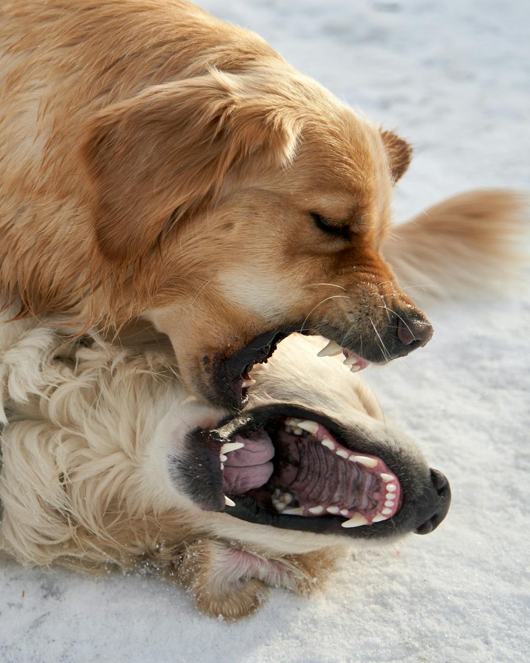 photo of golden retriever dogs play fighting