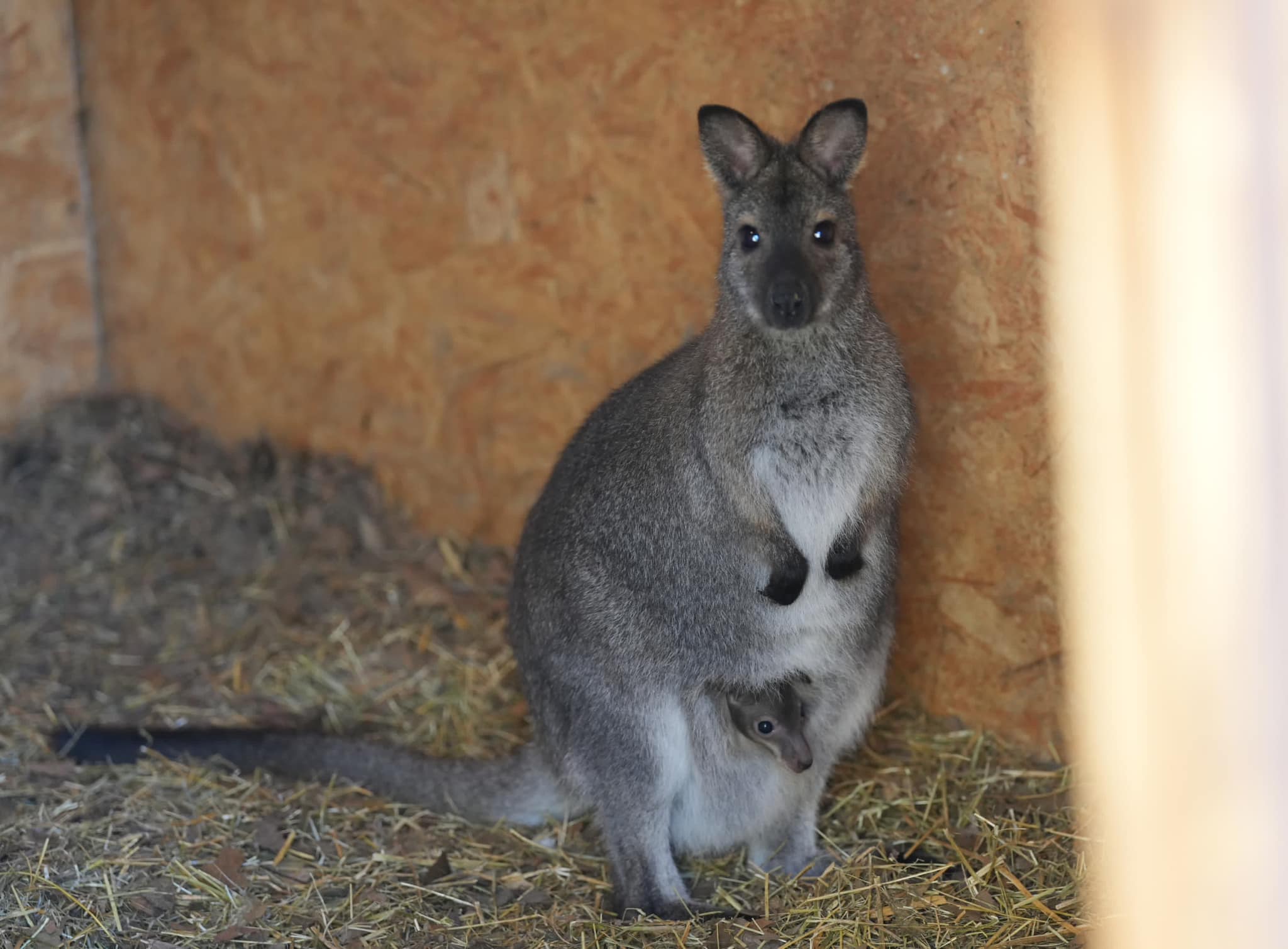 Un cangur pitic Bennett a fost născut în captivitate la Grădina Zoologică din Craiova